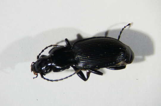 Image of Pterostichus (Pterostichus) cristatus (L. Dufour 1820)