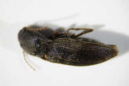 Image of <i>Agriotes obscurus</i>