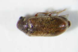 صورة <i>Ernobius abietis</i>