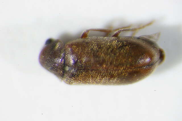 Image of <i>Ernobius abietis</i>