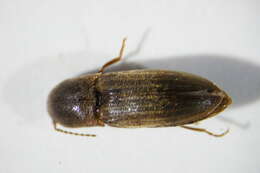 Image of Lined Click Beetle