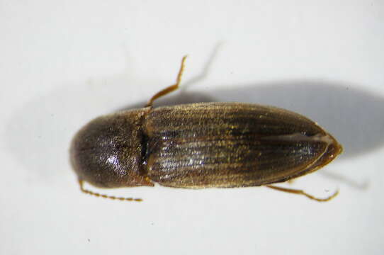 Image of Lined Click Beetle