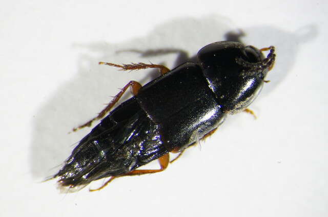 Image of Rove beetle