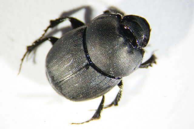 صورة Onthophagus (Palaeonthophagus) verticicornis (Laicharting 1781)