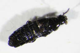 Imagem de Aleochara (Coprochara) bipustulata (Linnaeus 1760)