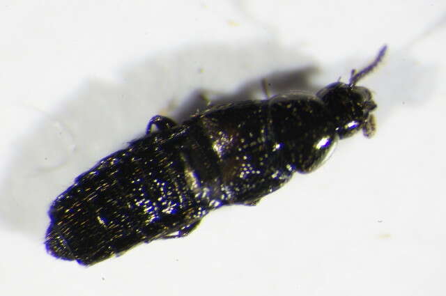 Image of Aleochara (Coprochara) bipustulata (Linnaeus 1760)