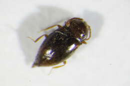 Image de <i>Atomaria ornata</i>