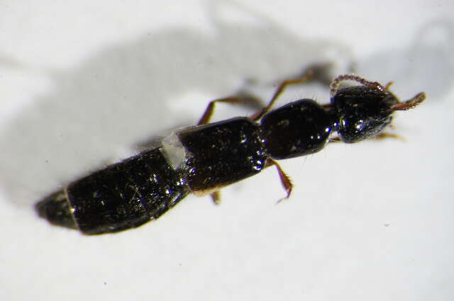 Image of Rove beetle