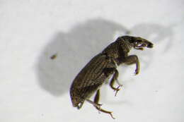 Image of Saproxylic weevil