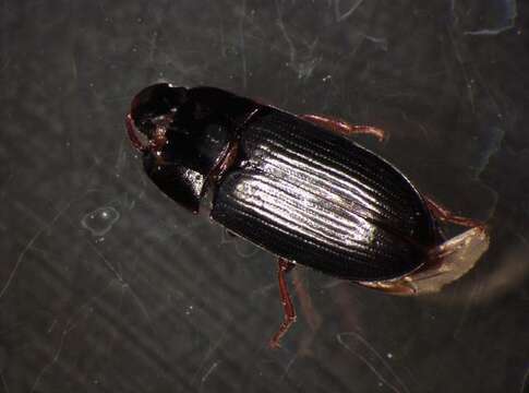 Image of <i>Diaclina fagi</i>