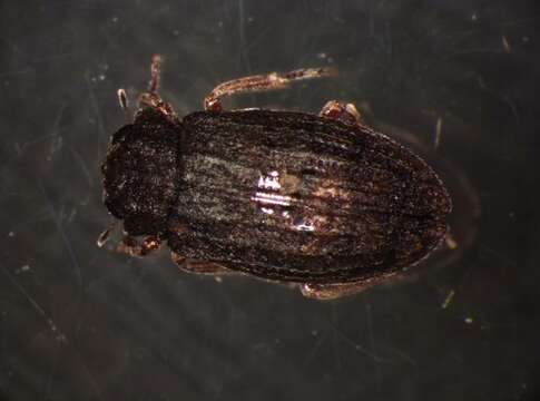 Helophorus (Empleurus) nubilus (Fabricius 1777) resmi