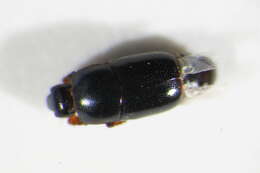 Image of Teretrius (Teretrius) fabricii Mazur 1972