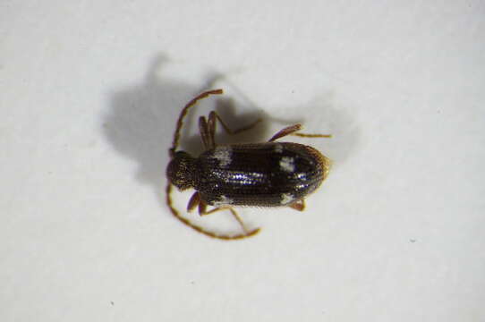 <i>Ptinus sexpunctatus</i>的圖片