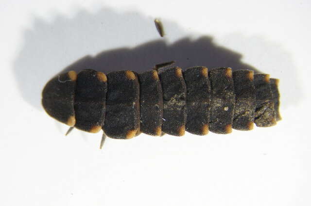 Image of common glow-worm