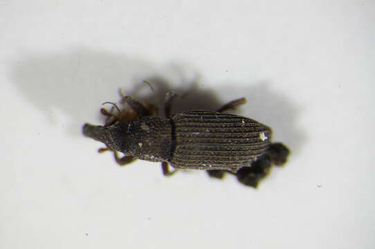 Image of Saproxylic weevil