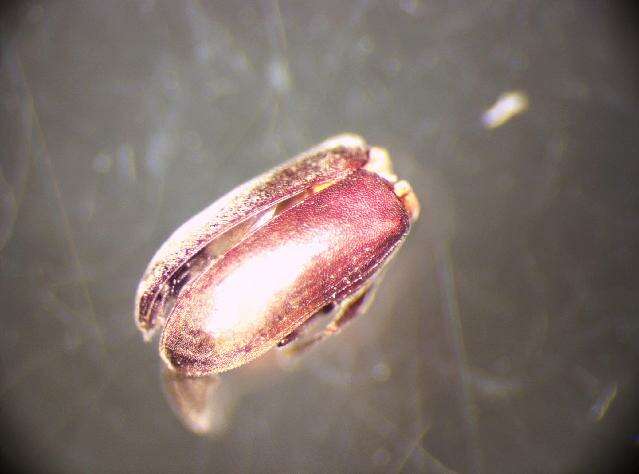 Image of <i>Gastrallus laevigatus</i>