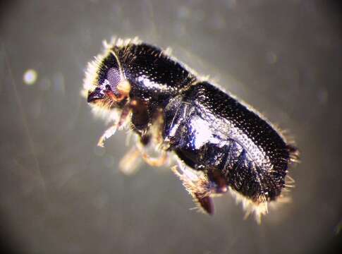 Image of Two-toothed pine beetle