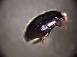 Image of Clown beetle