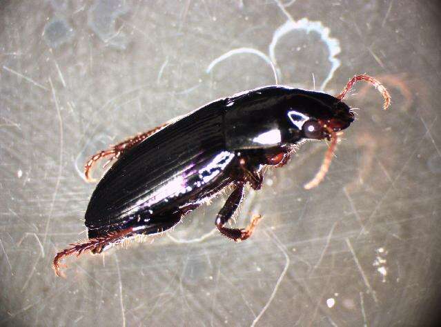 Image de Harpalus (Cryptophonus) melancholicus Dejean 1829