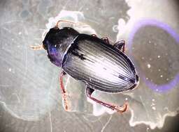 Image de Harpalus (Cryptophonus) melancholicus Dejean 1829