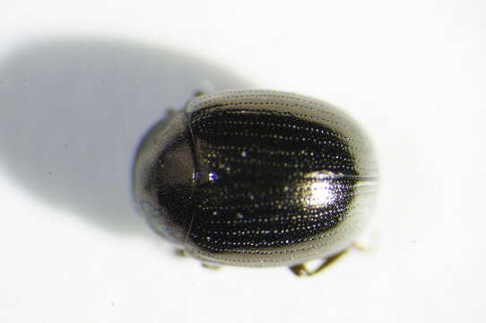 Image of <i>Neophaedon pyritosus</i>