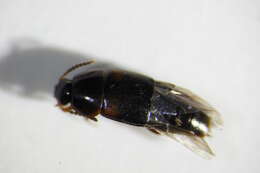 Image of Tachinus (Tachinus) bipustulatus (Fabricius 1792)