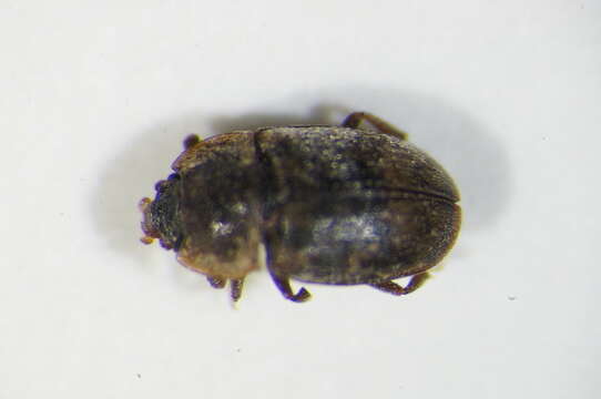 Image of Sap-feeding beetle