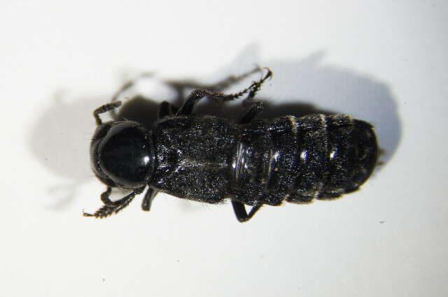 Image of Hairy Rove Beetle