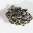 Image of <i>Microplontus campestris</i>