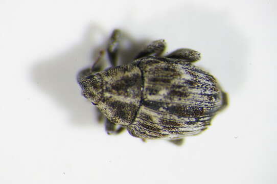 Image of <i>Microplontus campestris</i>