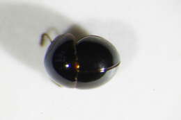 Image of Agathidium (Agathidium) laevigatum Erichson 1845
