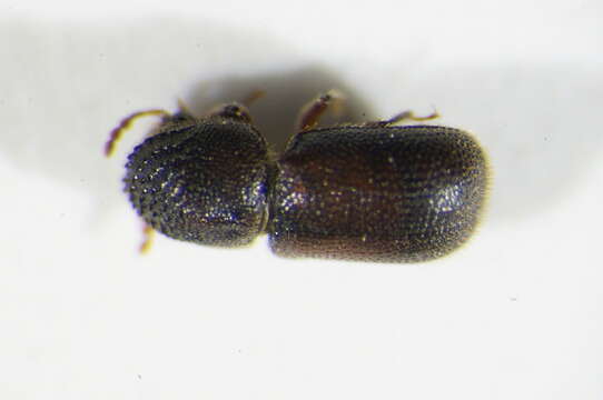 Image of bamboo powder post beetle