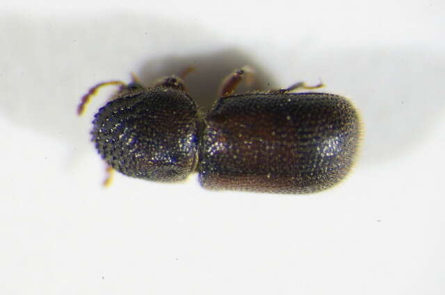 Image of bamboo powder post beetle