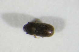 Image of Bast bark beetle