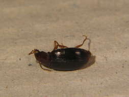 Image of Carabidae