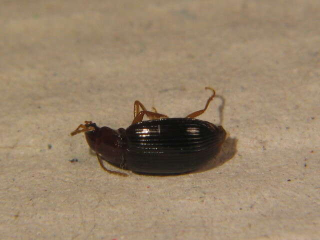 Image of Carabidae