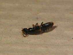 Image of Rove beetle