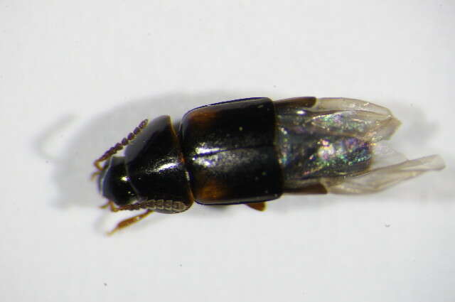 Image of Tachinus (Tachinus) bipustulatus (Fabricius 1792)