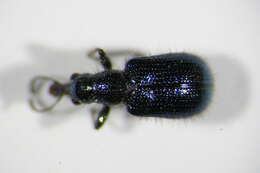 Image of <i>Lasiorhynchites olivaceus</i>