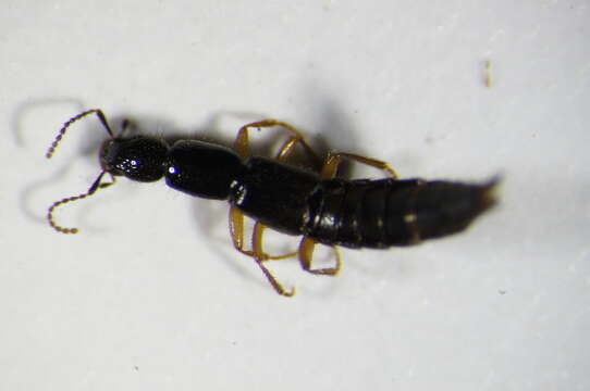 Image of Rove beetle