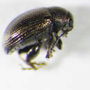 Image of <i>Chaetocnema aerosa</i>