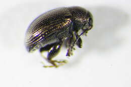 Image of <i>Chaetocnema aerosa</i>