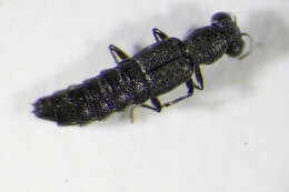 Stenus (Hypostenus) latifrons Erichson 1839 resmi