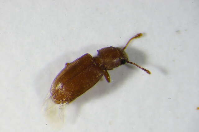 Image of Foreign Grain Beetle