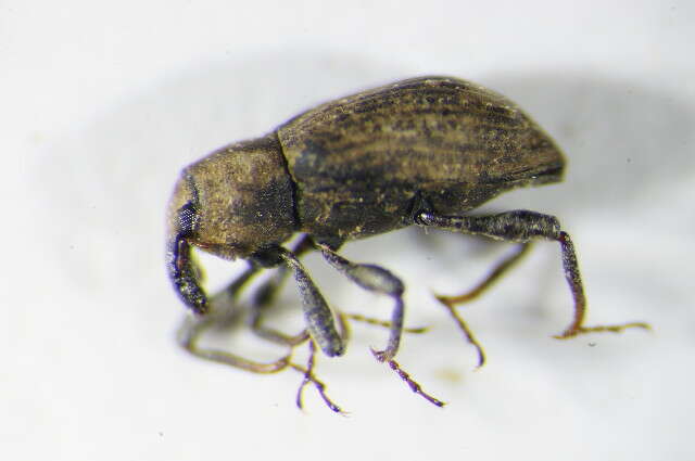 Bagous subcarinatus Gyllenhal 1836 resmi