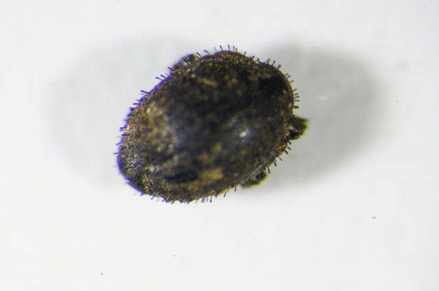 Image of <i>Curimopsis nigrita</i>