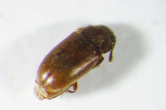 Image de <i>Cryptophagus pubescens</i>