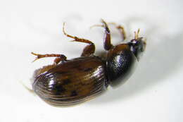 Image of <i>Aphodius maculatus</i>