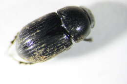 Image of <i>Aphodius ater</i>