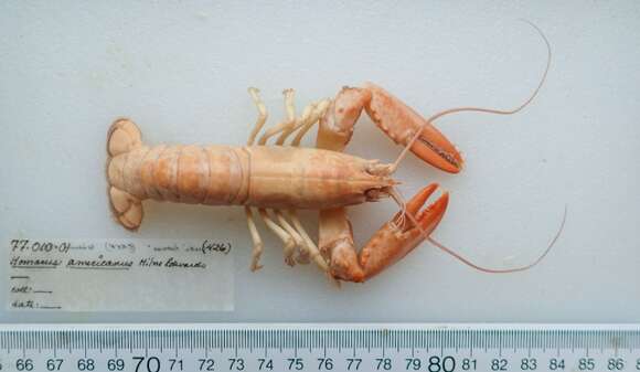 Image of American Lobster